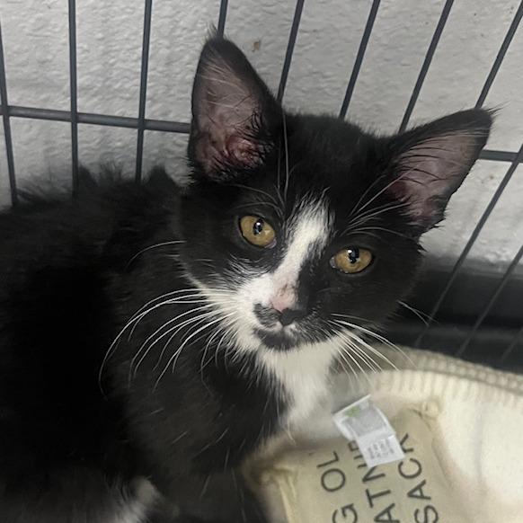 Enlarge Slide, a Adoptable Domestic Short Hair in Chaska, MN image 2/4