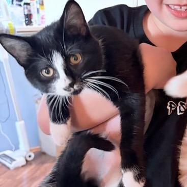 Enlarge Slide, a Adoptable Domestic Short Hair in Chaska, MN image 3/4