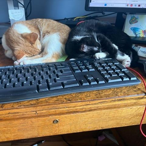 Enlarge Slide, a Adoptable Domestic Short Hair in Chaska, MN image 4/4