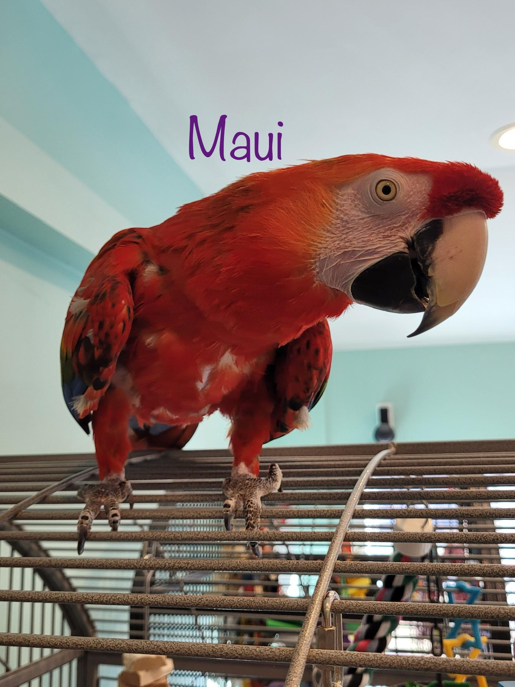 Enlarge Maui, a Adopted Macaw in Blairstown, NJ image 1/1