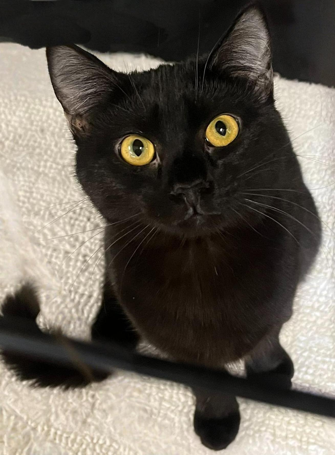 Echo — Loves Treats thumbnail 2