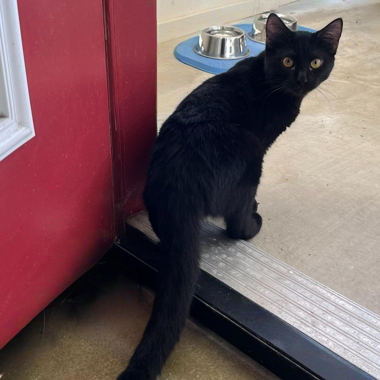 Enlarge Echo — Loves Treats and Gentle Love, an adopted mixed breed in Hillsboro, TX image 2/2