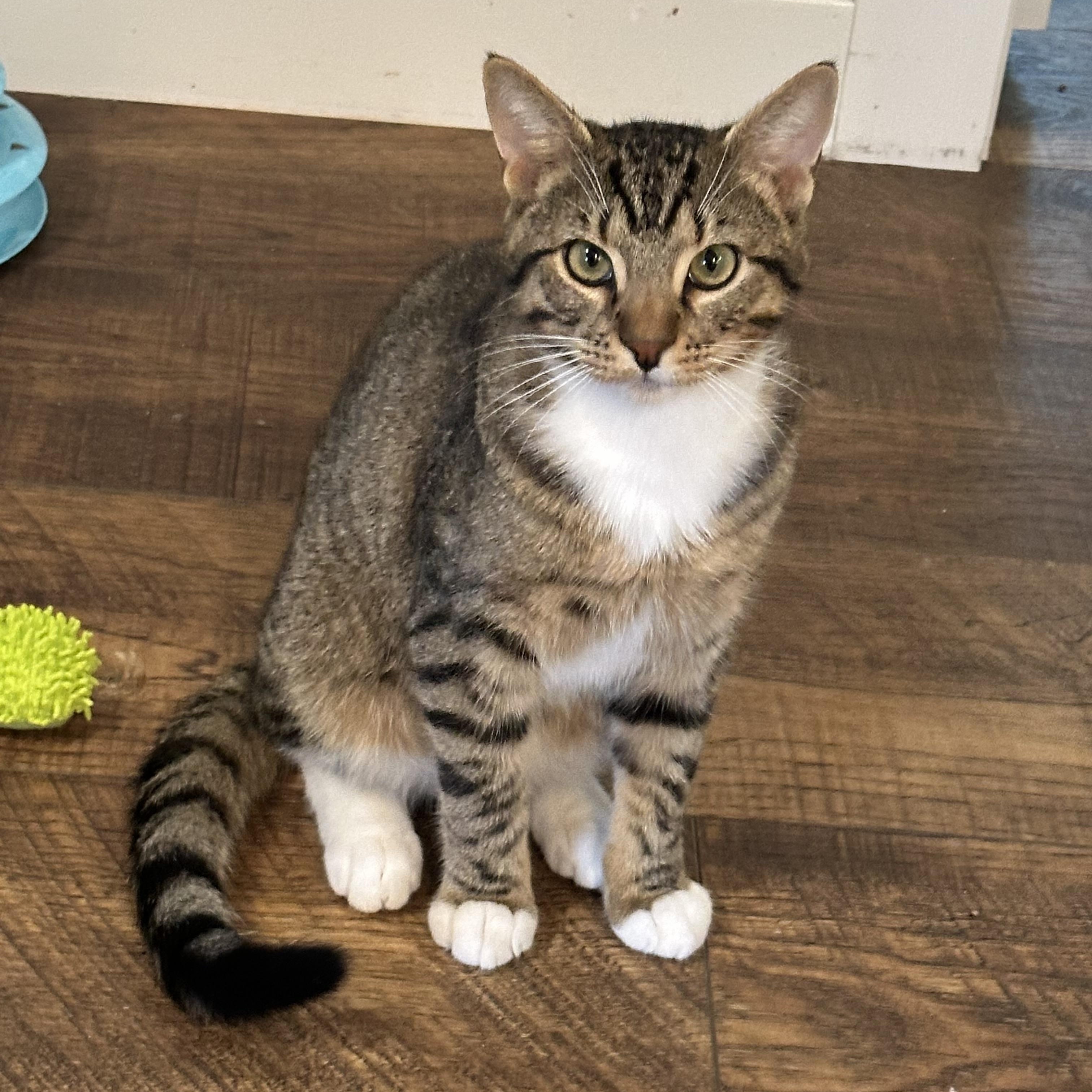 Rocco, Adult Male Tabby