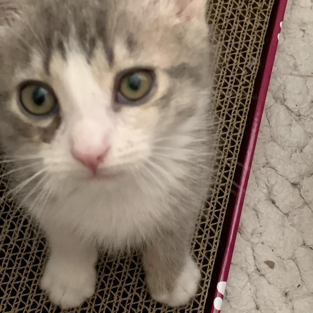 Samoa, a Adoptable Domestic Short Hair in Long Beach, CA image 3/6