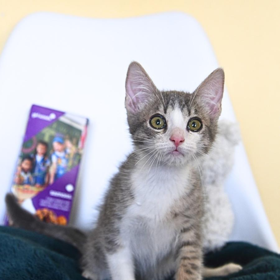 Samoa, a Adoptable Domestic Short Hair in Long Beach, CA image 4/6