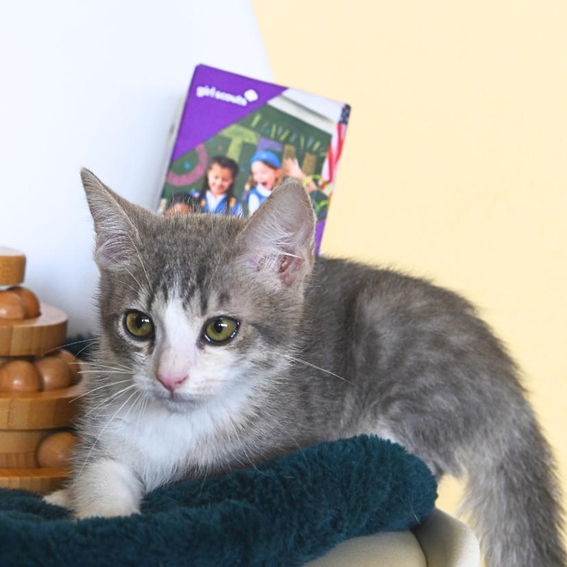 Samoa, a Adoptable Domestic Short Hair in Long Beach, CA image 5/6