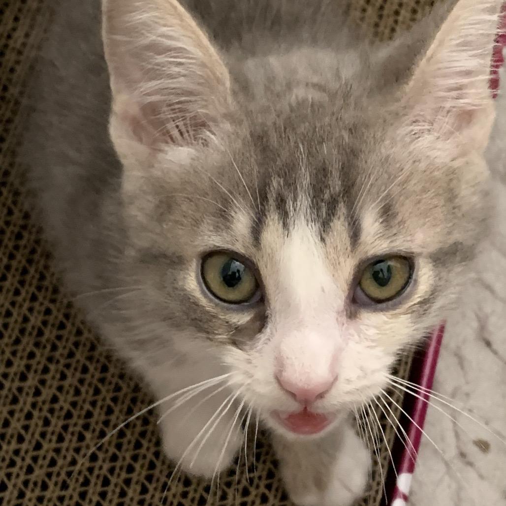 Samoa, a Adoptable Domestic Short Hair in Long Beach, CA image 6/6