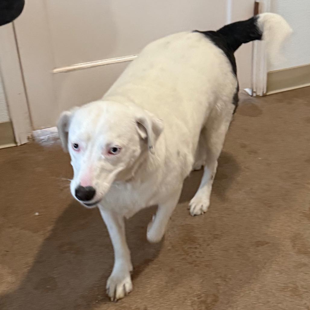 Milk, Adoptable, Adult Female Mixed Breed.