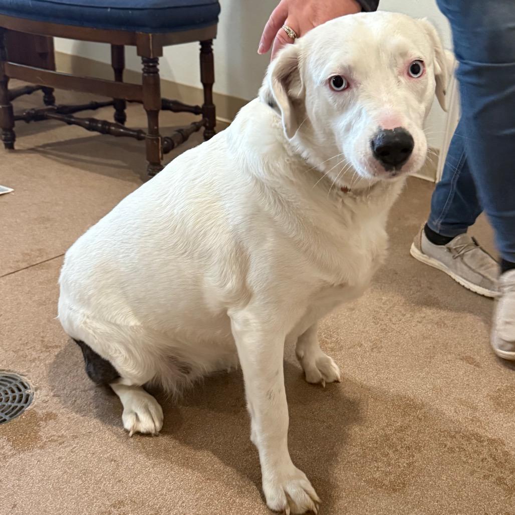 Enlarge Milk, a Adoptable Mixed Breed in Cedaredge, CO image 2/6