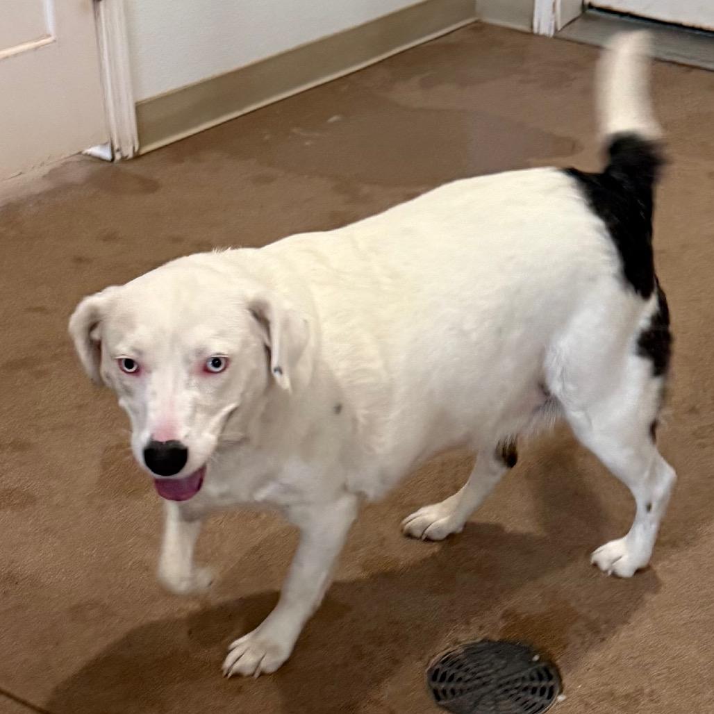 Enlarge Milk, a Adoptable Mixed Breed in Cedaredge, CO image 3/6