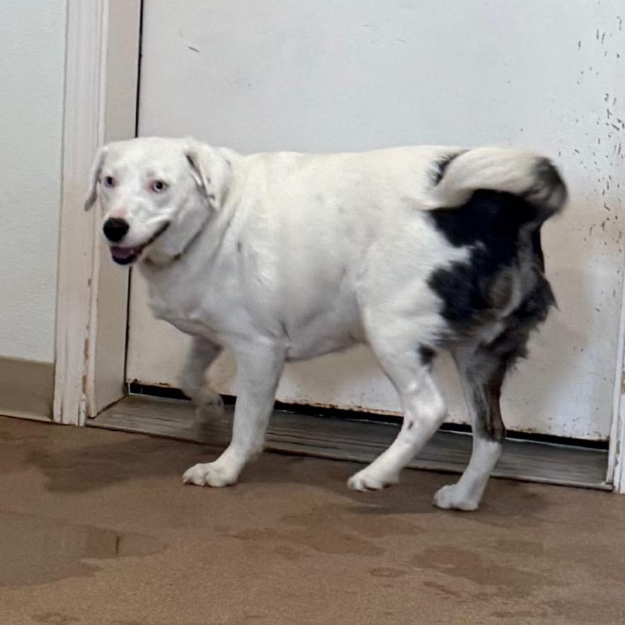 Enlarge Milk, a Adoptable Mixed Breed in Cedaredge, CO image 4/6