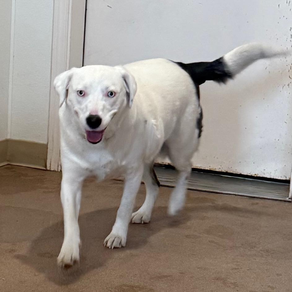 Enlarge Milk, a Adoptable Mixed Breed in Cedaredge, CO image 5/6