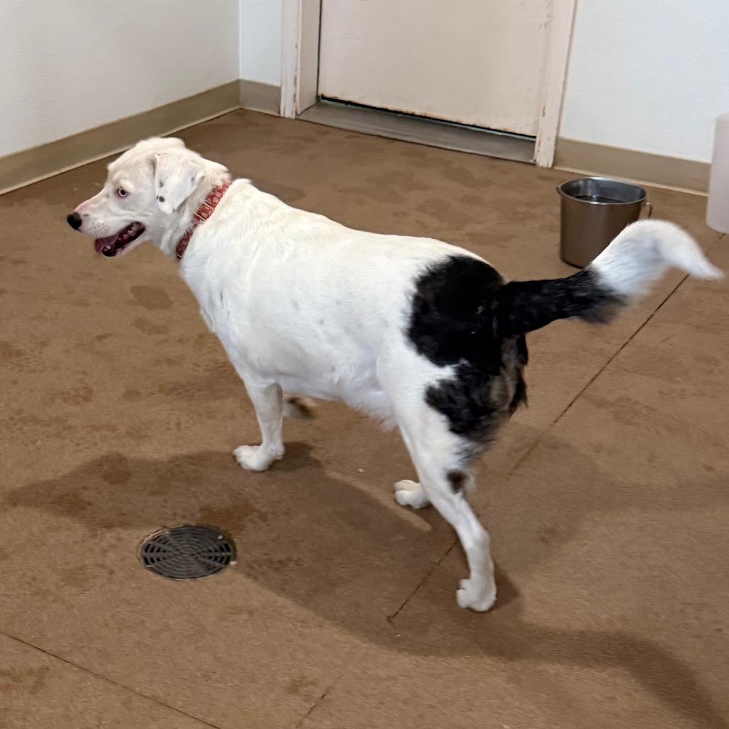 Enlarge Milk, a Adoptable Mixed Breed in Cedaredge, CO image 6/6