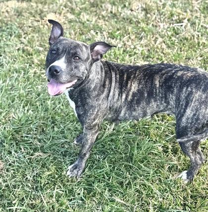 Enlarge Buffy, a Adoptable mixed breed in Gray, LA image 1/2