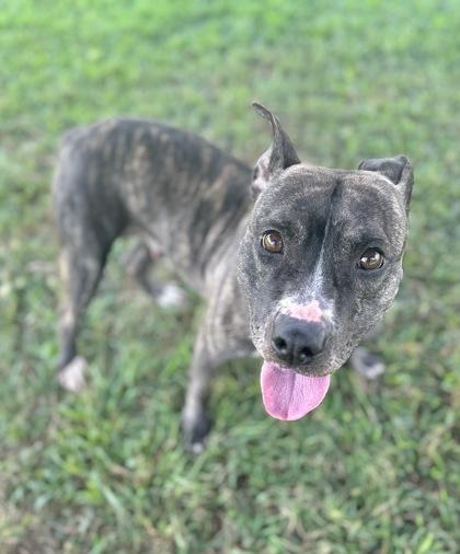 Enlarge Buffy, a Adoptable mixed breed in Gray, LA image 2/2