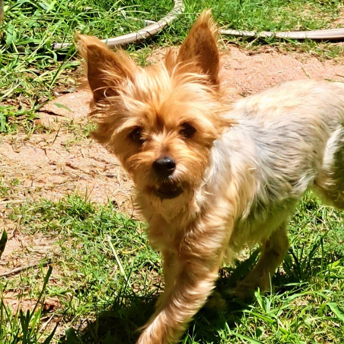 Enlarge Josie, a Adoptable mixed breed in Tucson, AZ image 1/1