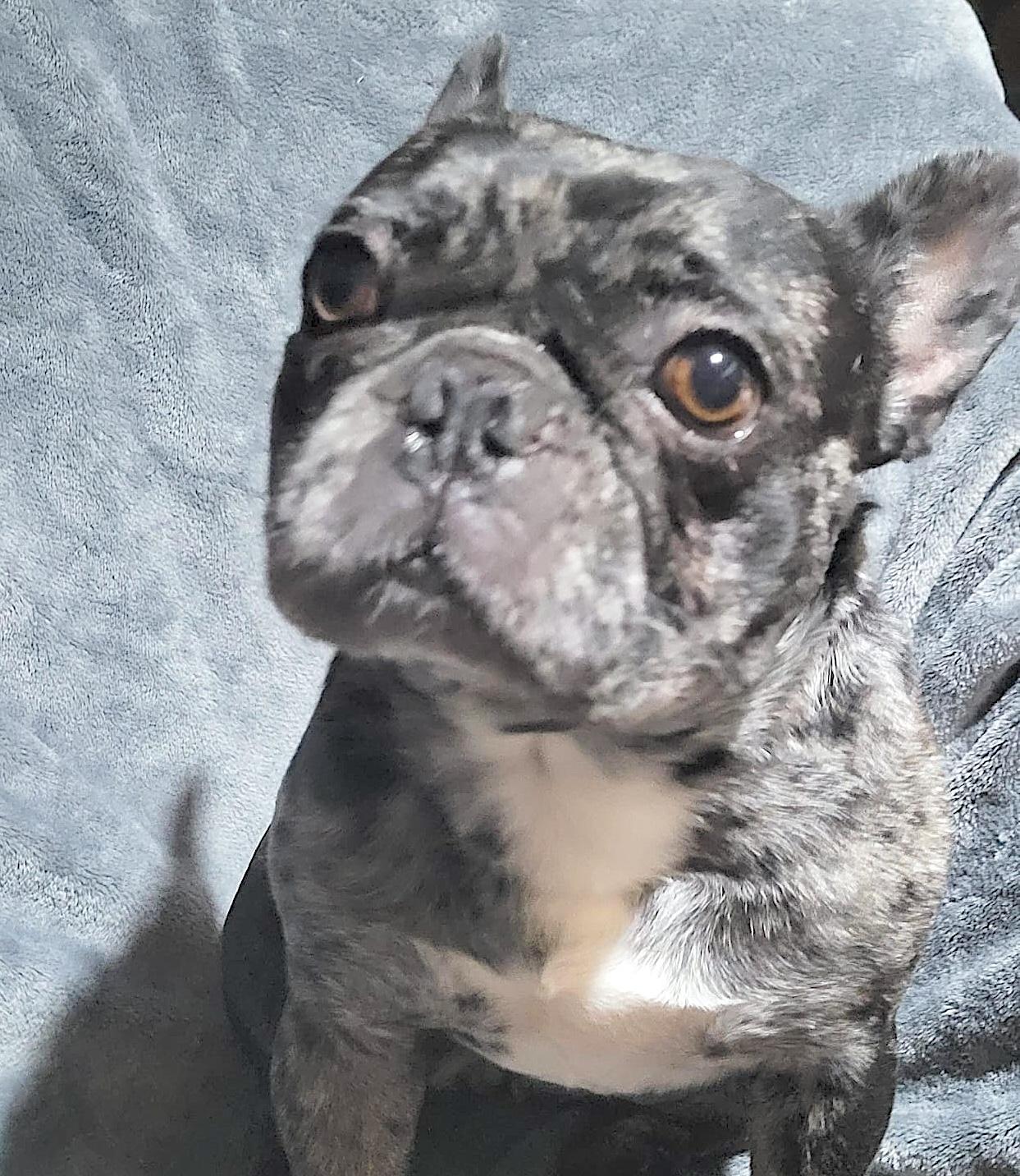 Enlarge Gorda, a ADOPTABLE French Bulldog in Sherwood, OR image 3/3