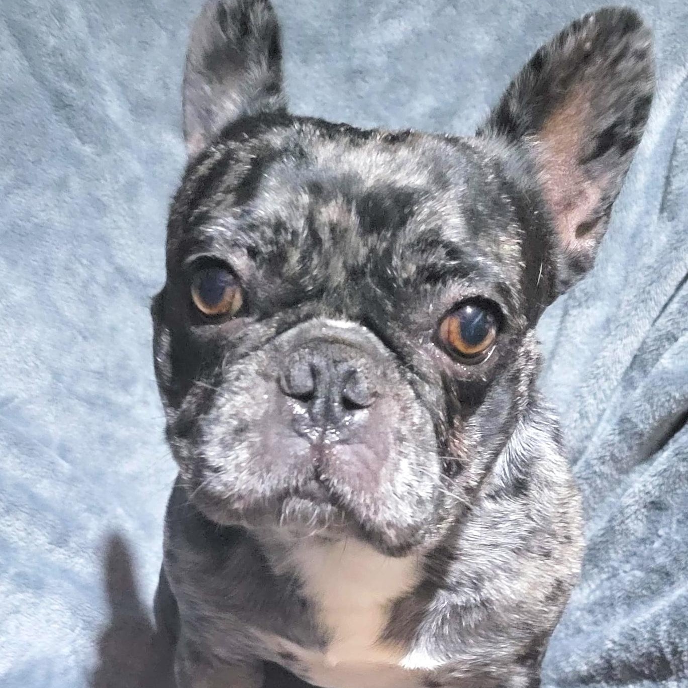 Gorda, ADOPTABLE, Adult Female French Bulldog.
