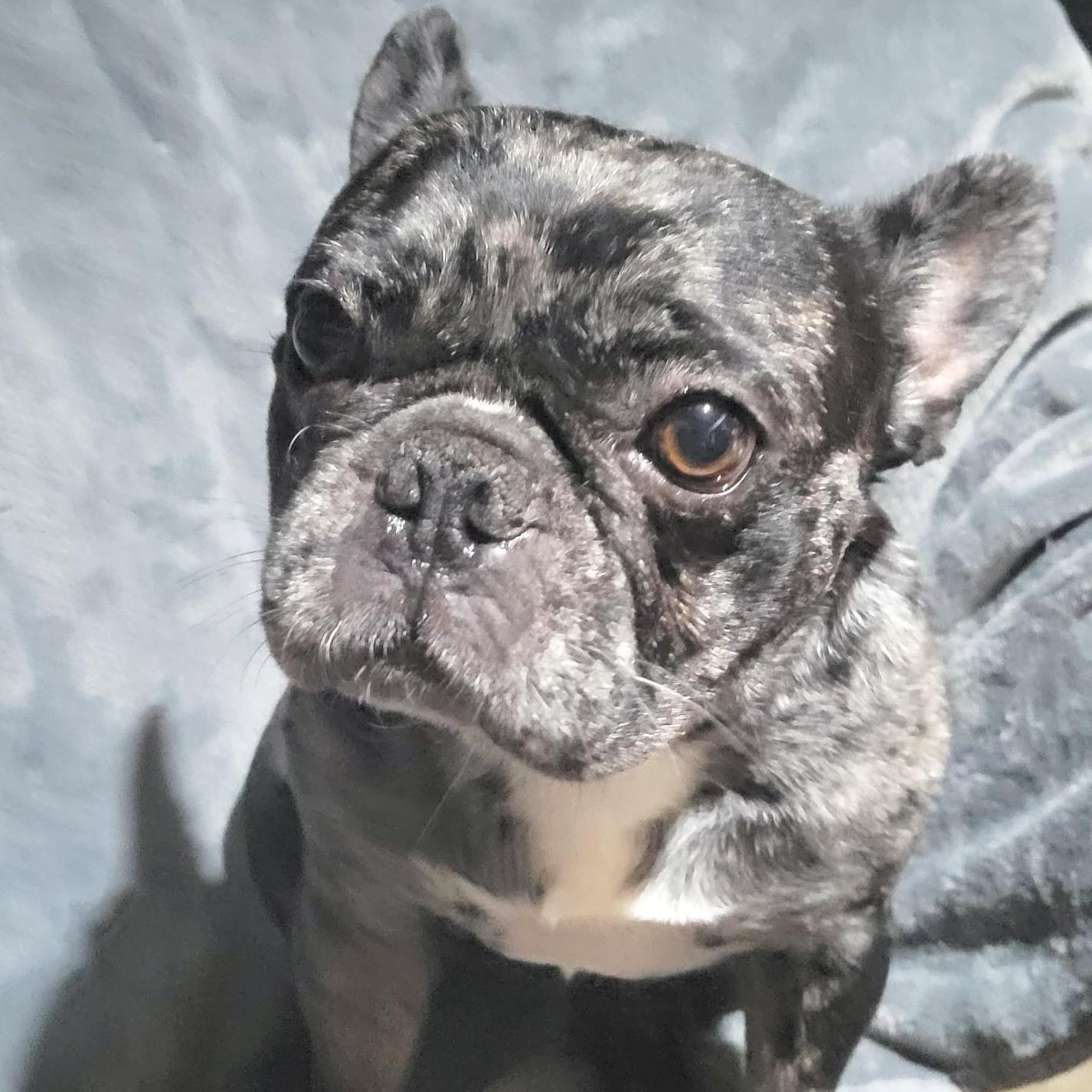 Enlarge Gorda, a ADOPTABLE French Bulldog in Sherwood, OR image 2/3