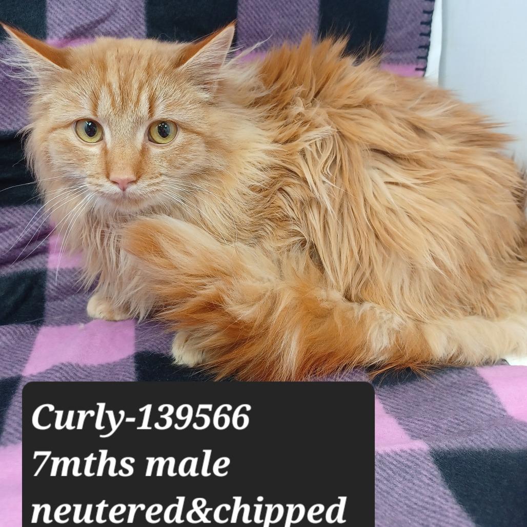 Curly, Adoptable, Young Male Domestic Long Hair.