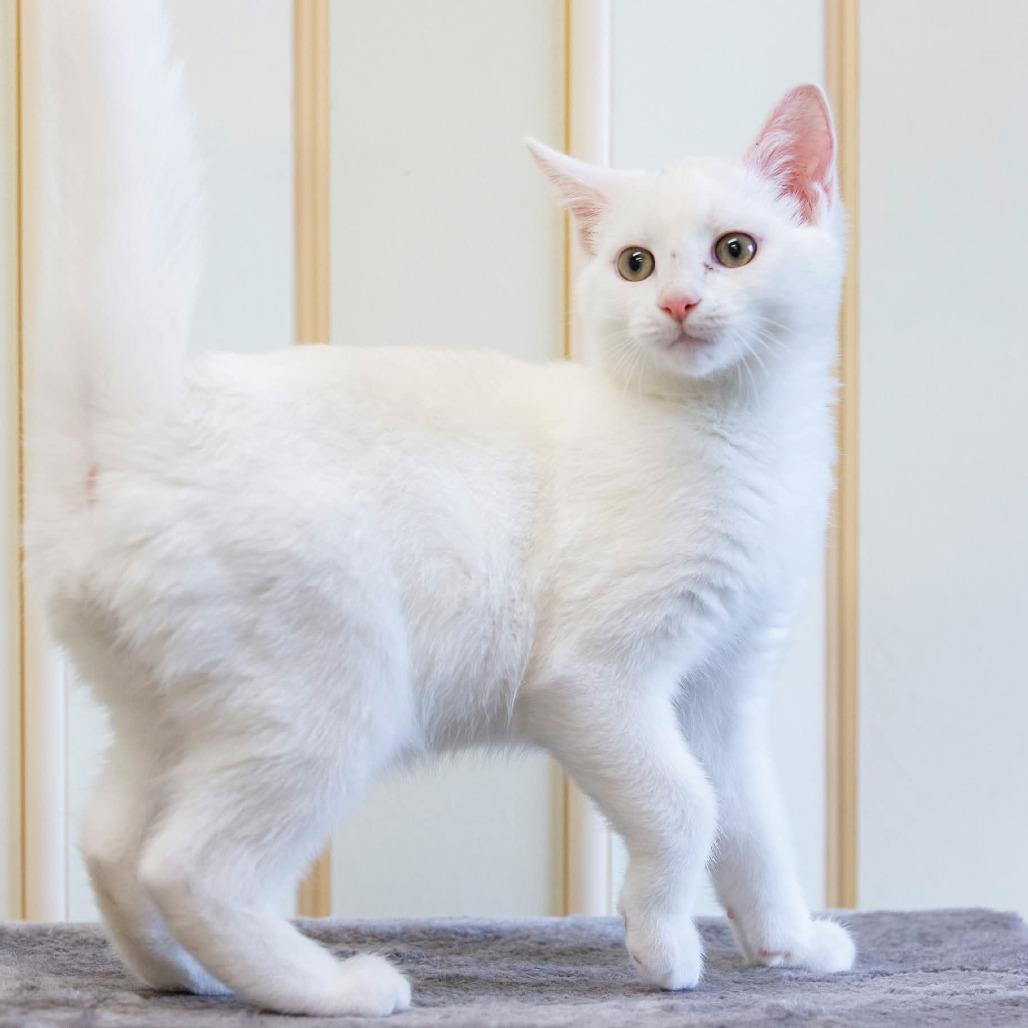 Enlarge Rasputin, a Adoptable Domestic Short Hair in Cartersville, GA image 1/2