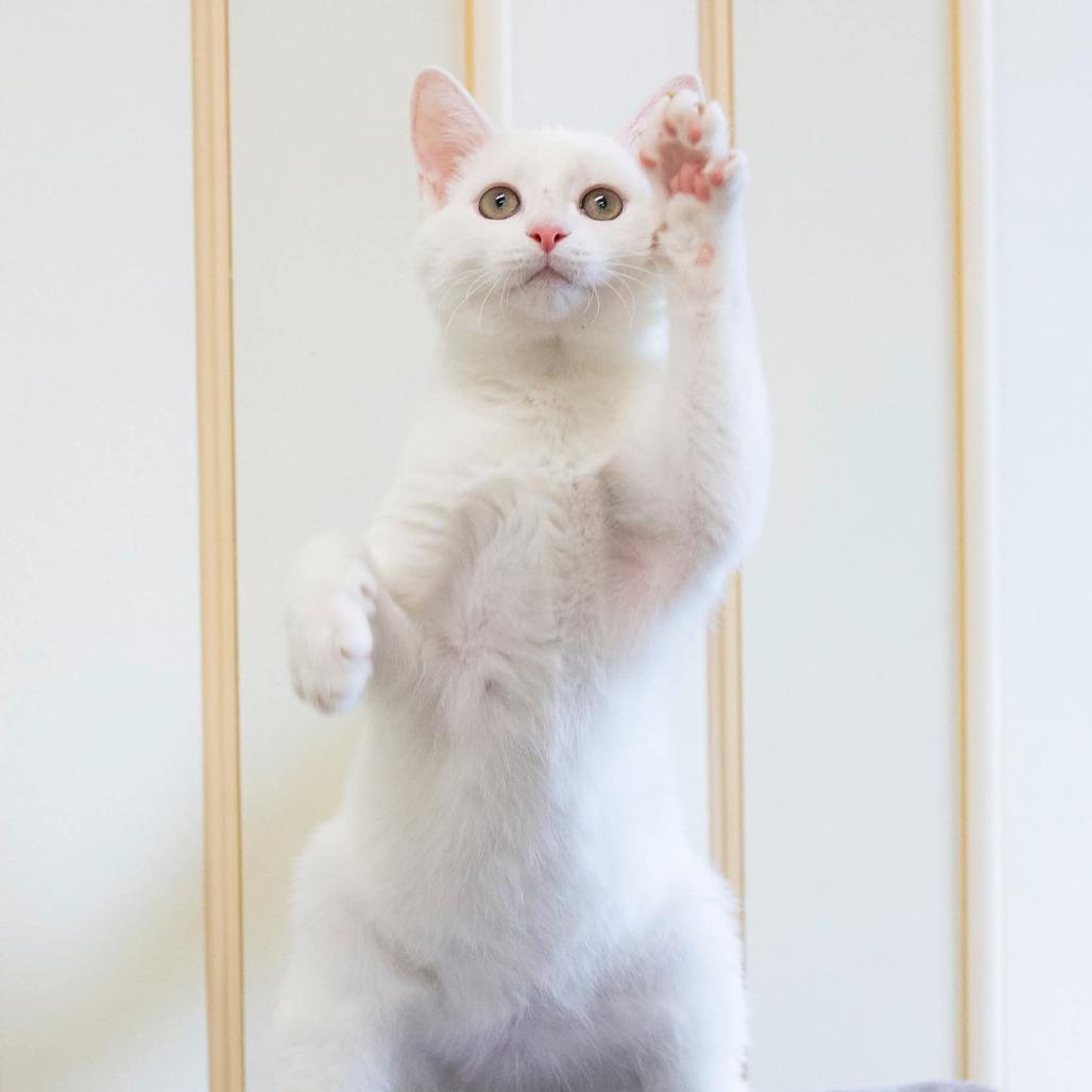 Enlarge Rasputin, a Adoptable Domestic Short Hair in Cartersville, GA image 2/2