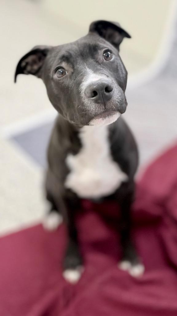 Enlarge Jett, a Adoptable mixed breed in Muskegon, MI image 1/4