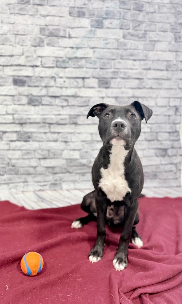 Enlarge Jett, a Adoptable mixed breed in Muskegon, MI image 2/4