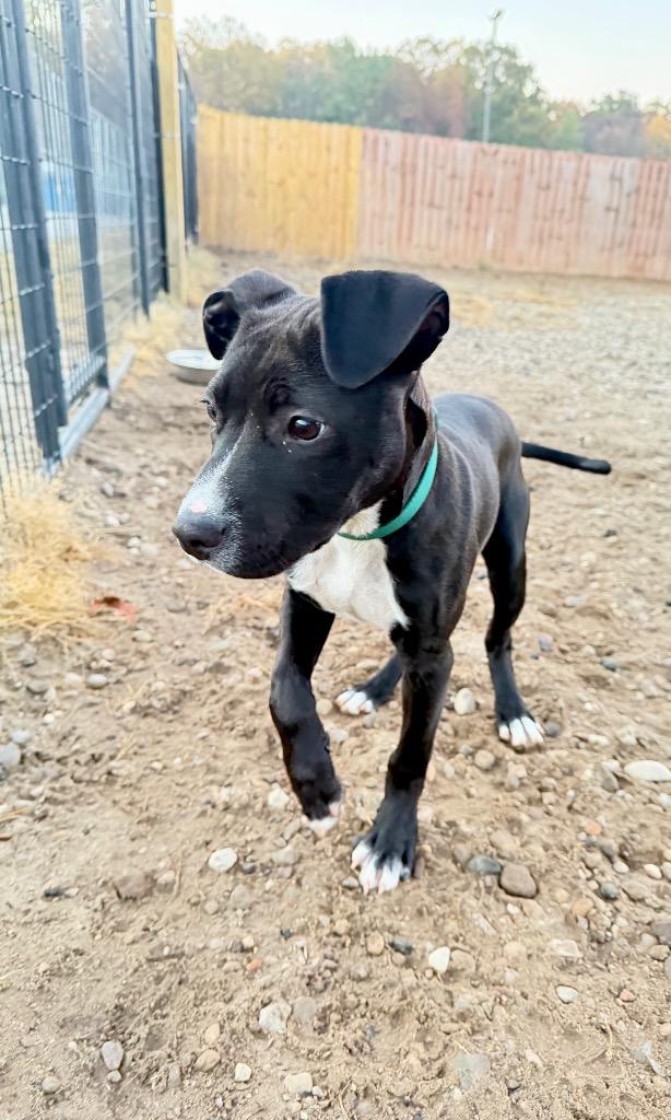 Jett, Adoptable, Young Male Labrador Retriever & Mixed Breed.