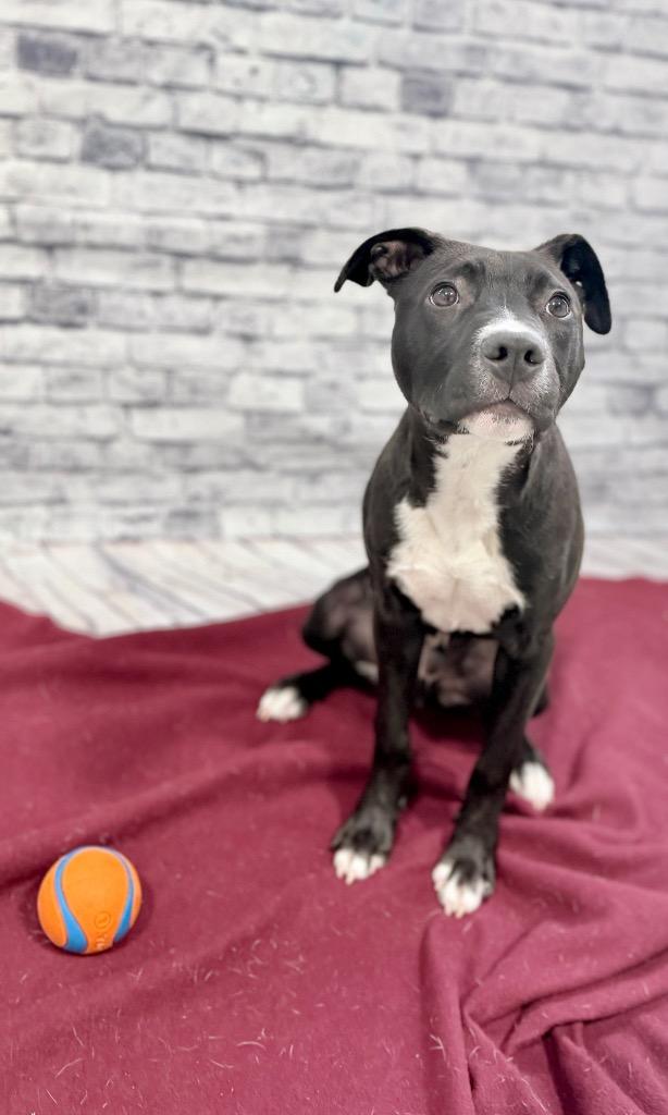 Enlarge Jett, a Adoptable mixed breed in Muskegon, MI image 3/4