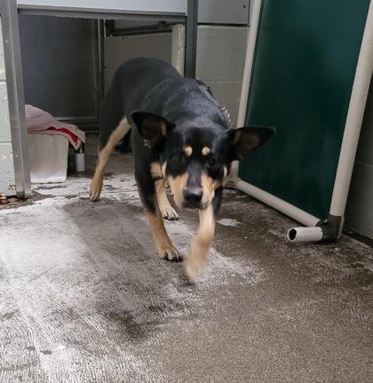 Enlarge Cruzita, a ADOPTABLE mixed breed in Sacramento, CA image 2/2