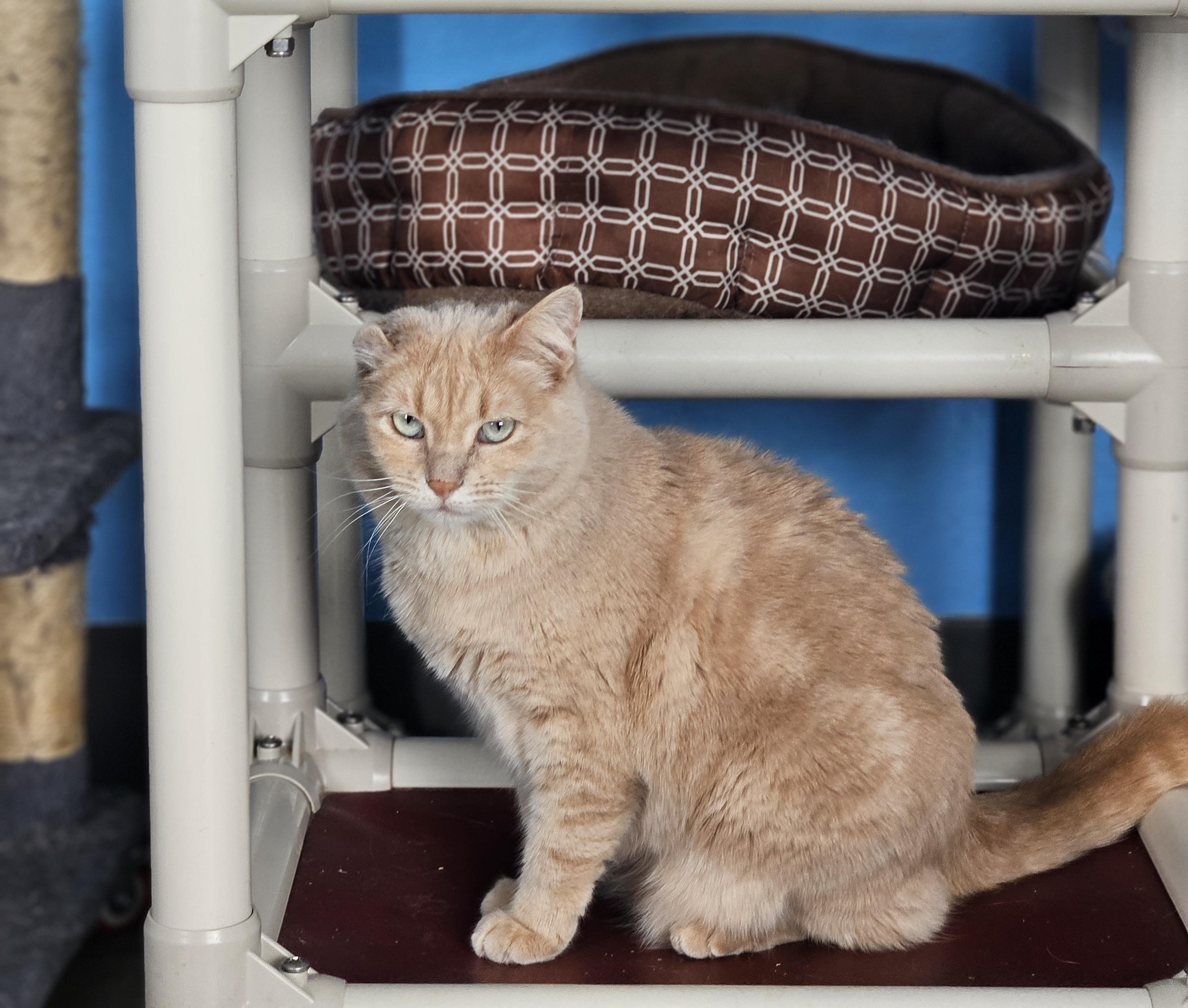 Enlarge Cheeto, a Adoptable Tabby in Polson, MT image 1/1