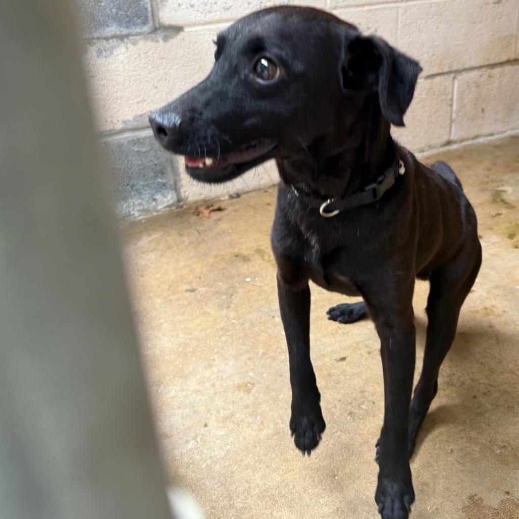 Poe, Adoptable, Adult Male Patterdale Terrier / Fell Terrier.