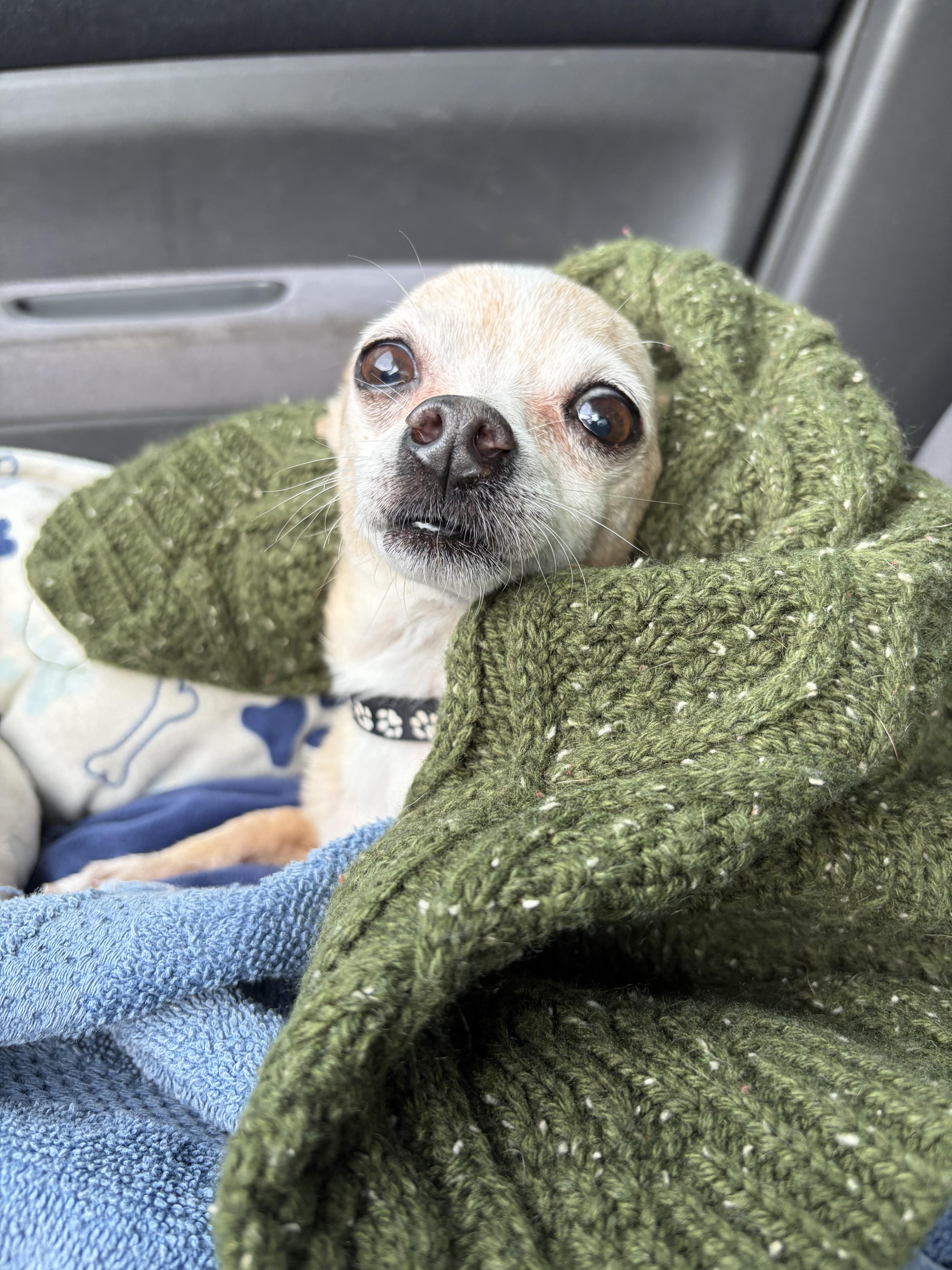Tito, a ADOPTABLE Chihuahua in Arcadia, FL image 3/4
