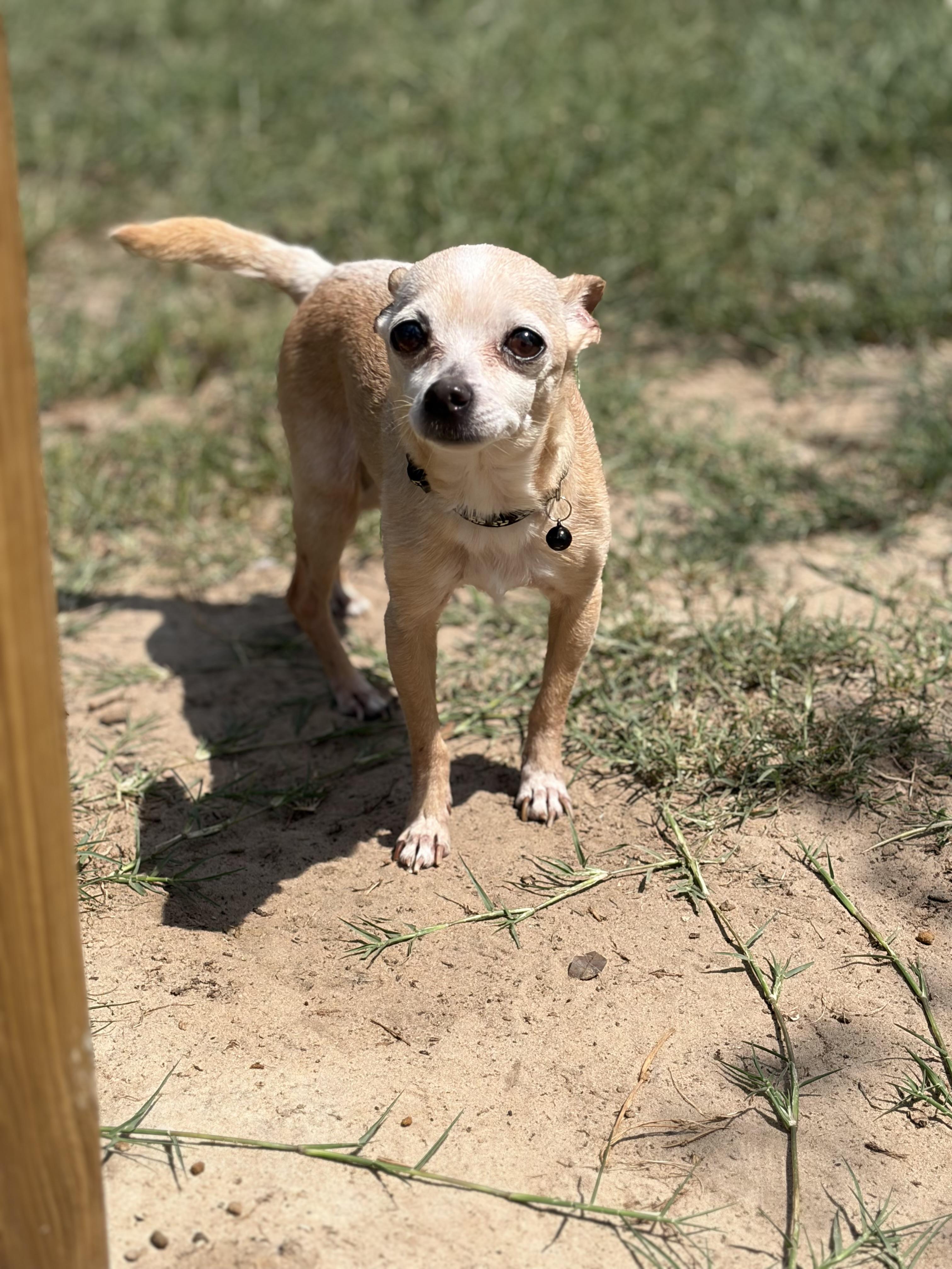 Tito, ADOPTABLE, Senior Male Chihuahua.