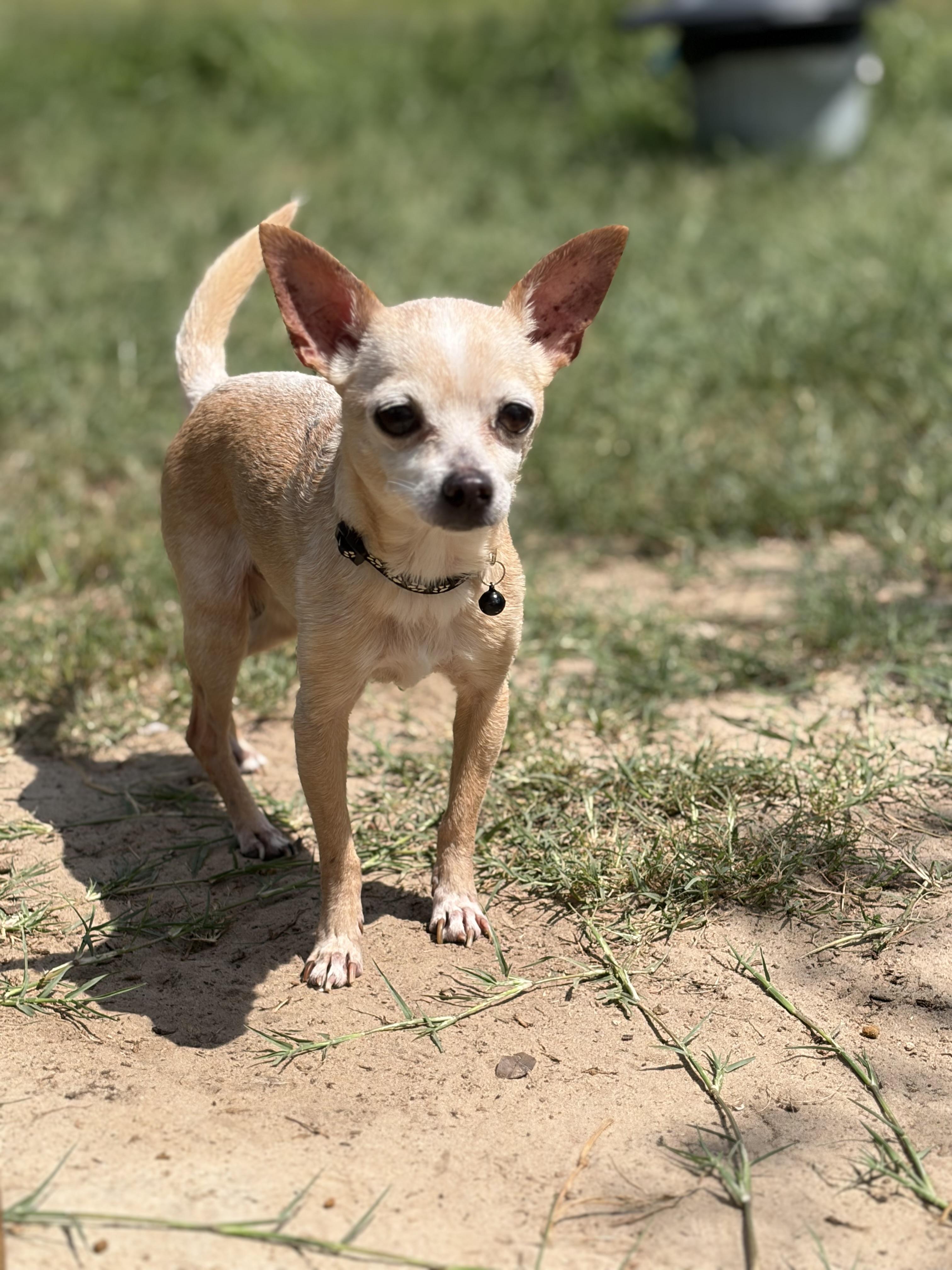 Tito, a ADOPTABLE Chihuahua in Arcadia, FL image 2/4
