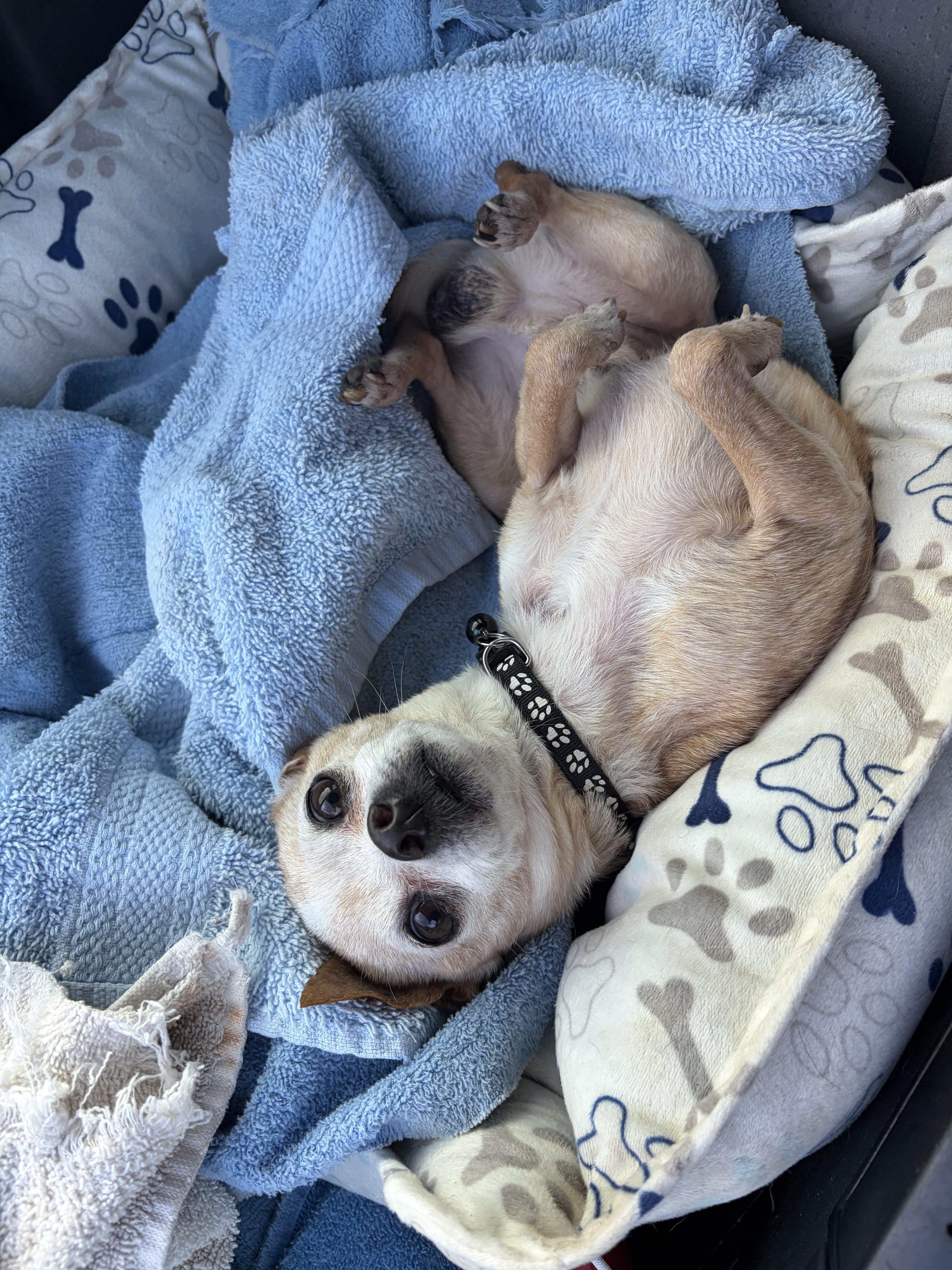Tito, a ADOPTABLE Chihuahua in Arcadia, FL image 4/4