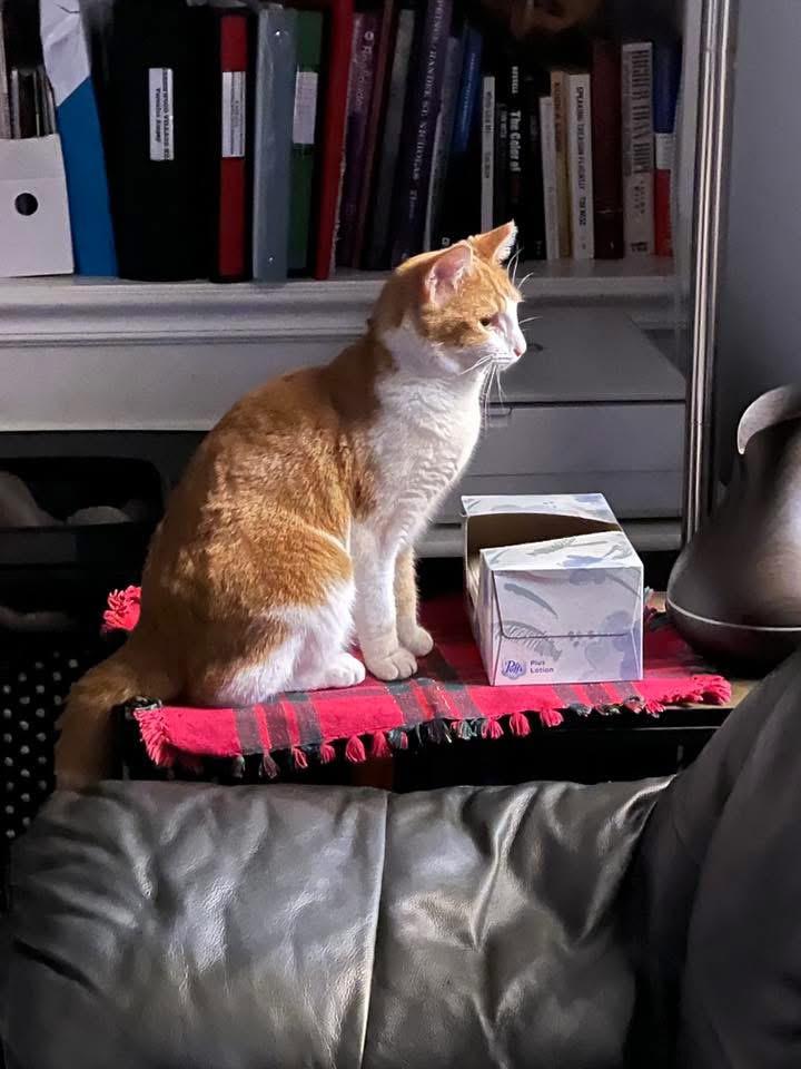 Enlarge Goldie, a Adoptable Domestic Short Hair in Beltsville, MD image 3/6