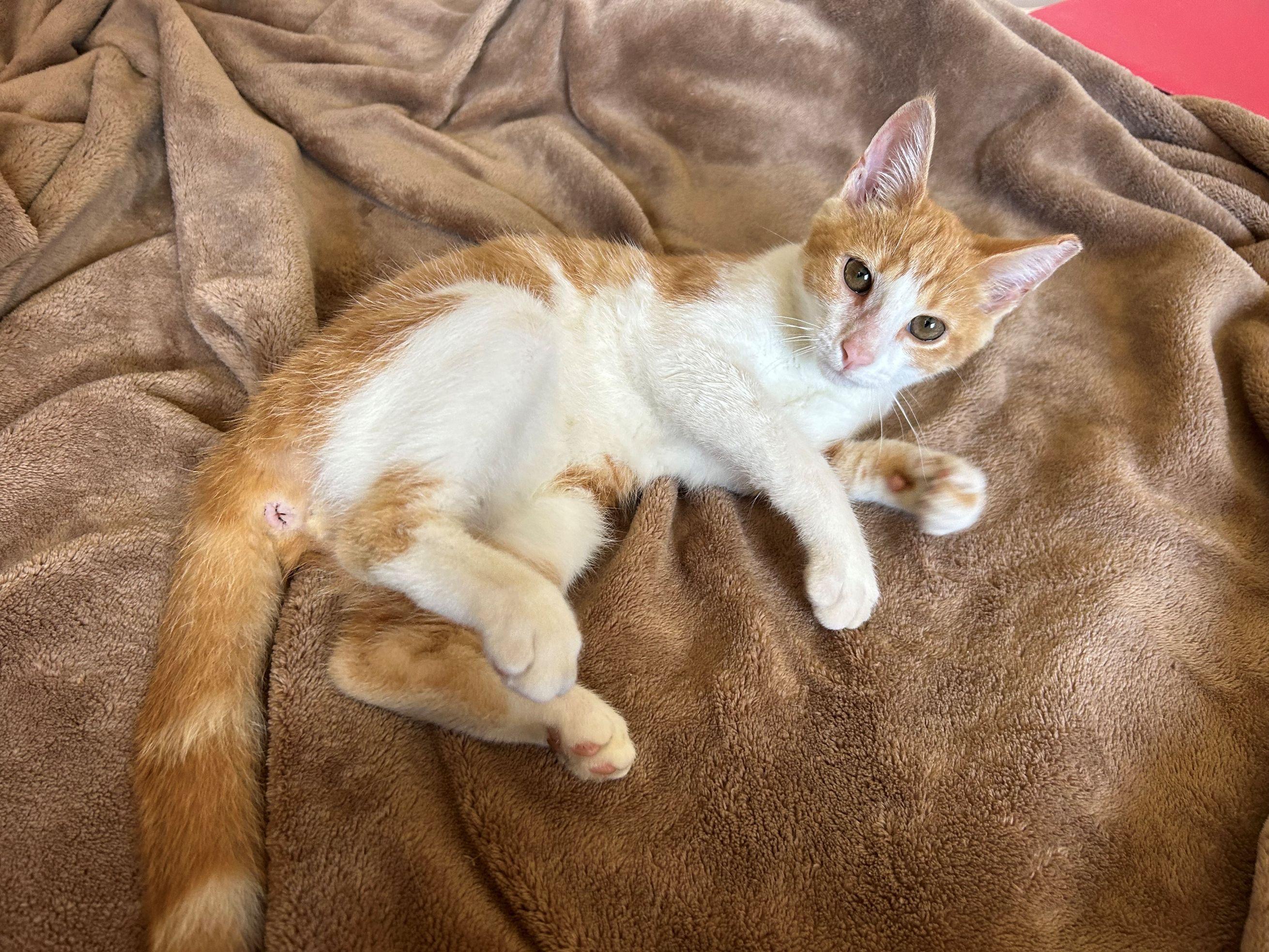 Enlarge Goldie, a Adoptable Domestic Short Hair in Beltsville, MD image 3/5