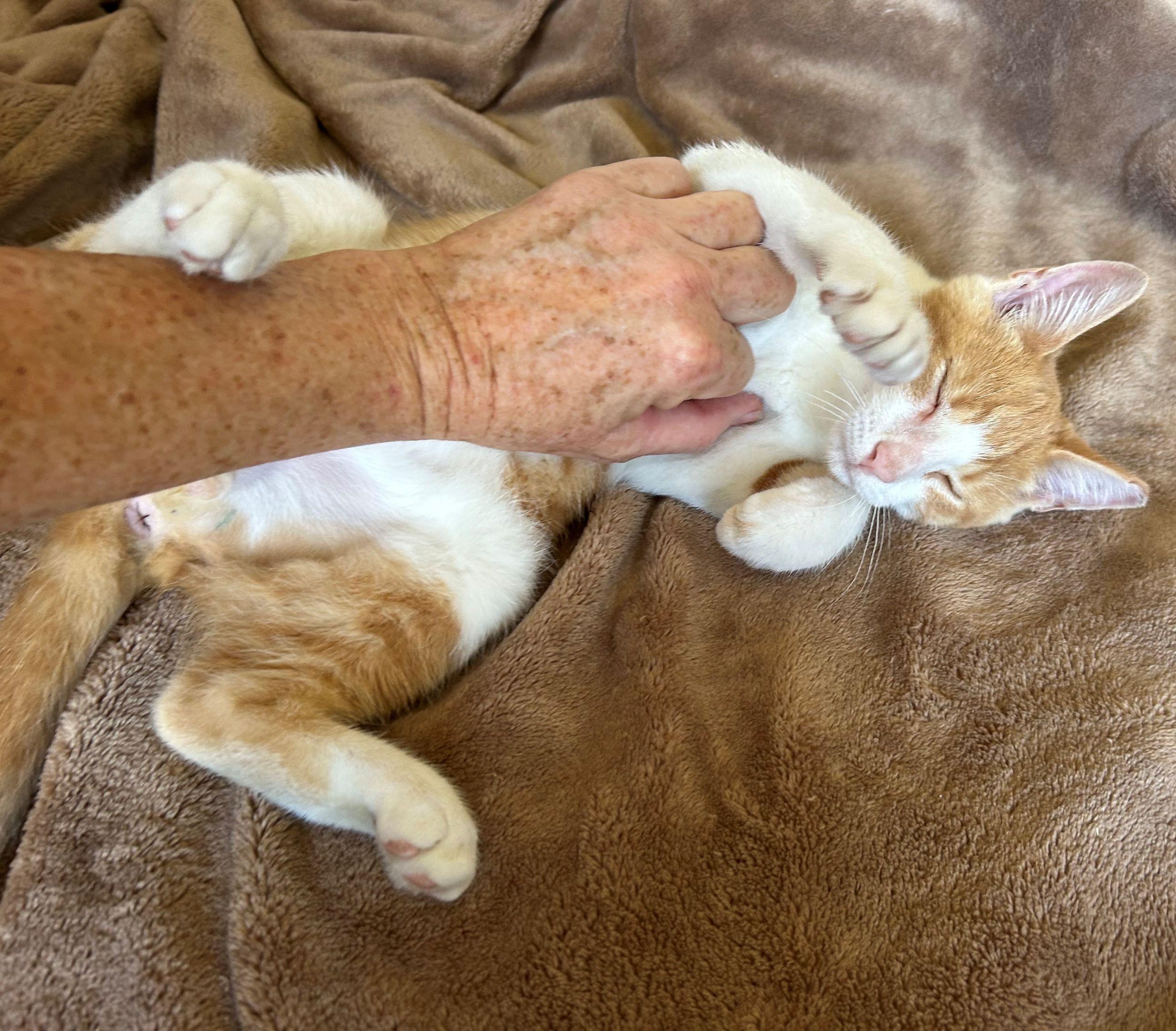 Enlarge Goldie, a Adoptable Domestic Short Hair in Beltsville, MD image 4/5