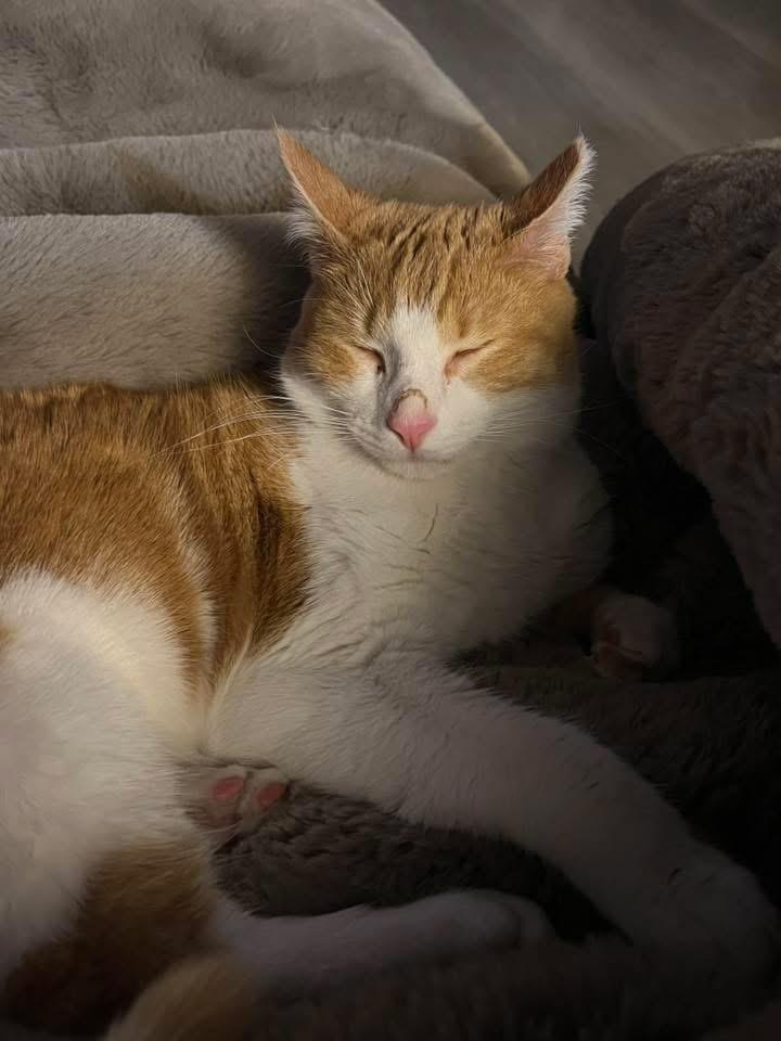 Goldie, Adoptable, Kitten Male Domestic Short Hair.