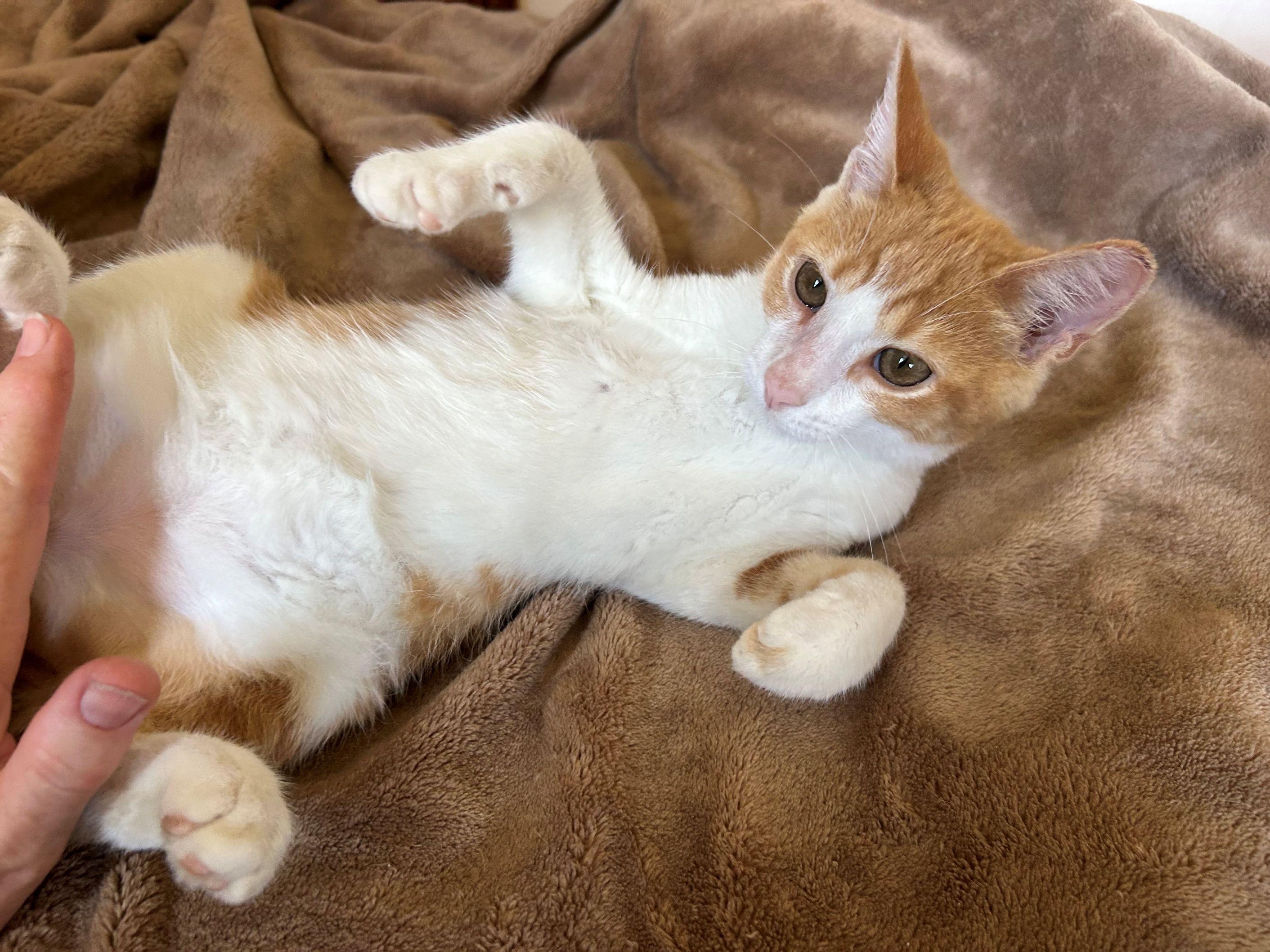 Enlarge Goldie, a Adoptable Domestic Short Hair in Beltsville, MD image 5/5