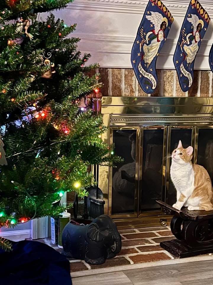 Enlarge Goldie, a Adoptable Domestic Short Hair in Beltsville, MD image 2/6