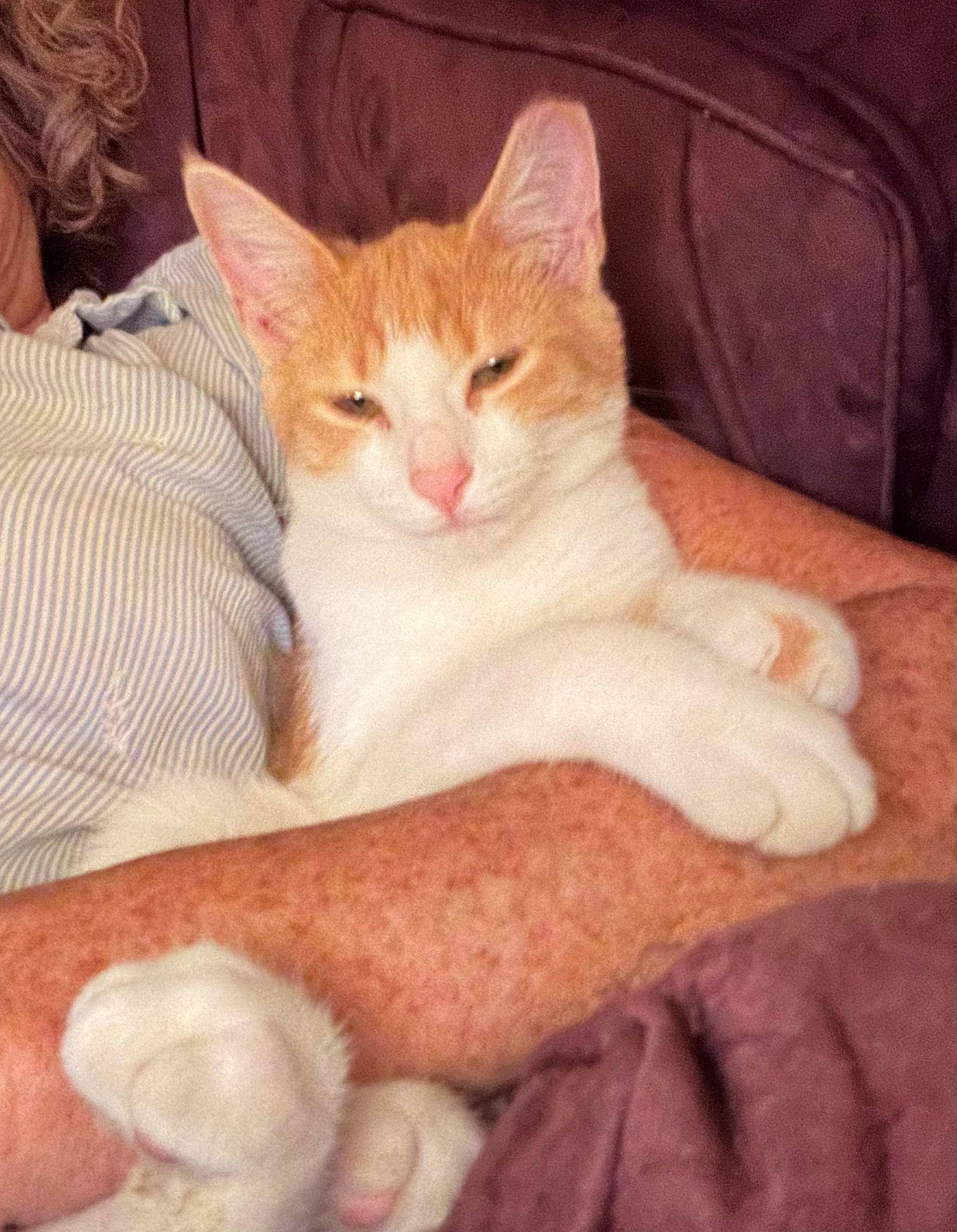 Enlarge Goldie, a Adoptable Domestic Short Hair in Beltsville, MD image 2/5