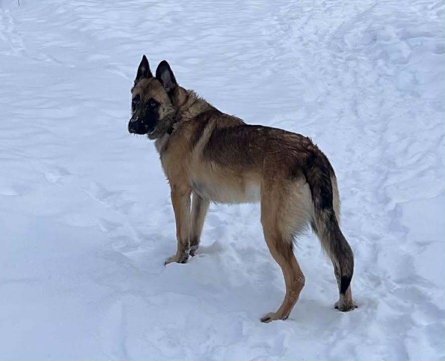 Talok, an adoptable Belgian Shepherd / Malinois, German Shepherd Dog in Houston, BC, v0j 1z0 | Photo Image 2