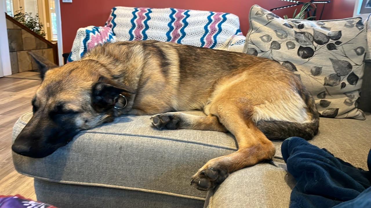 Talok, an adoptable Belgian Shepherd / Malinois, German Shepherd Dog in Houston, BC, v0j 1z0 | Photo Image 4