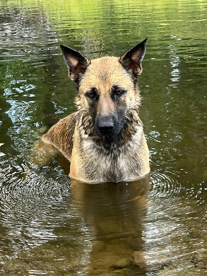 Enlarge Talok, an adopted mixed breed in Houston, BC image 1/6