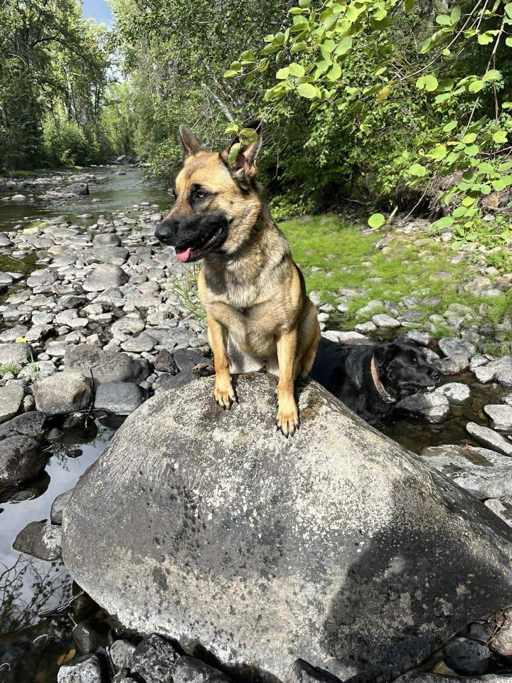 Enlarge Talok, an adopted mixed breed in Houston, BC image 4/6