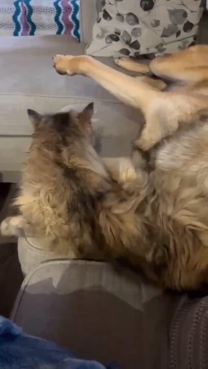 Enlarge Talok, an adopted mixed breed in Houston, BC video 5/6