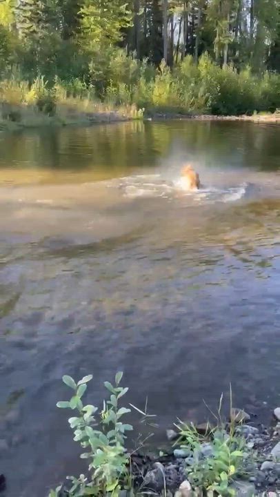 Enlarge Talok, an adopted mixed breed in Houston, BC video 6/6